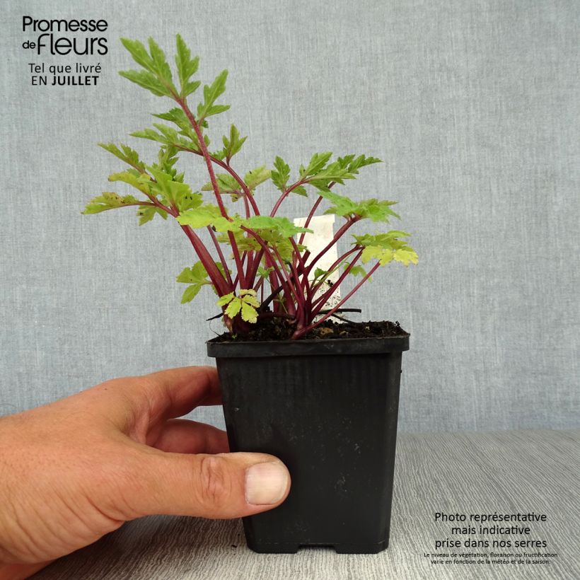 Artemisia lactiflora Jim Russell 8/9 cm pot sample as delivered in summer