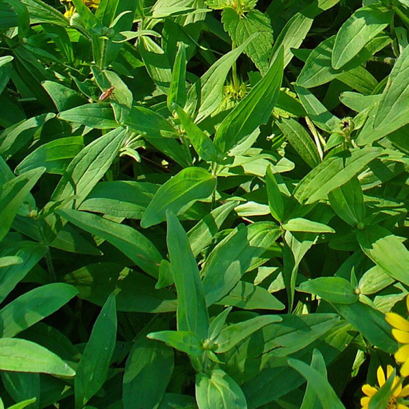 Arnica chamissonis (Foliage)
