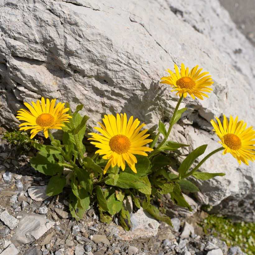 Arnica montana Bio (Plant habit)