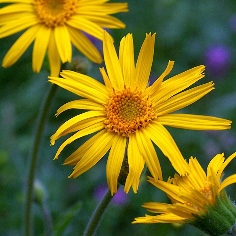 Arnica montana seeds - Mountain tobacco (Flowering)