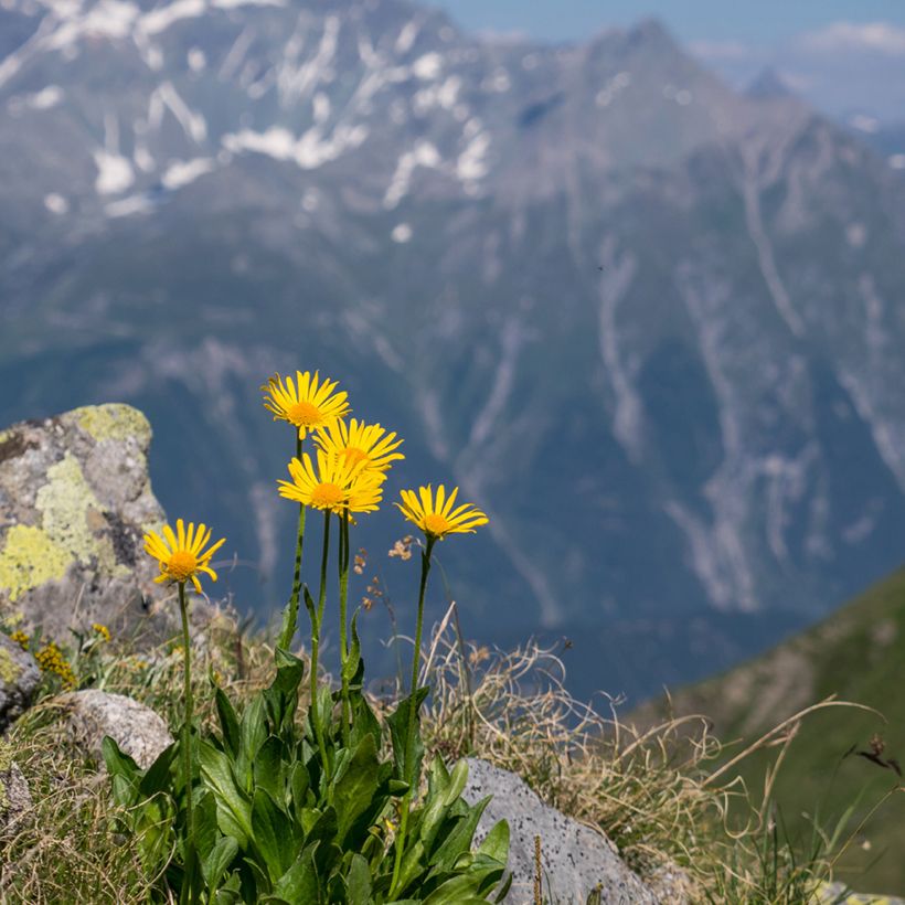 Arnica montana seeds - Mountain tobacco (Plant habit)