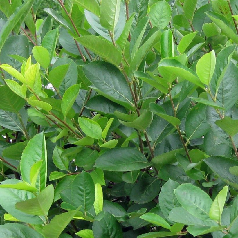 Aronia melanocarpa (Foliage)
