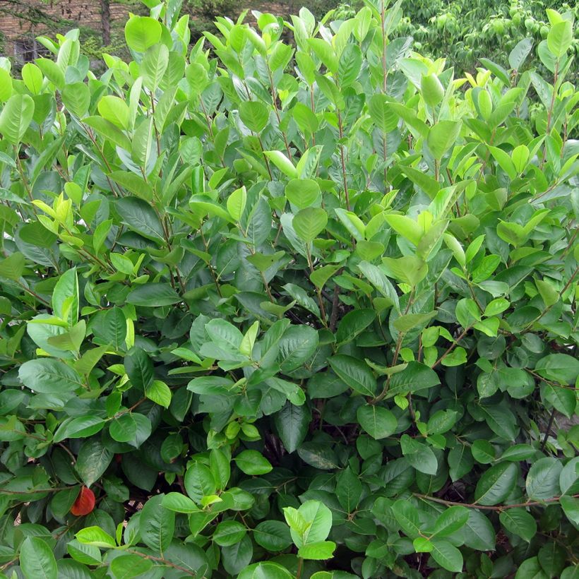 Aronia melanocarpa (Plant habit)