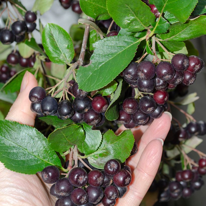 Aronia melanocarpa (Harvest)