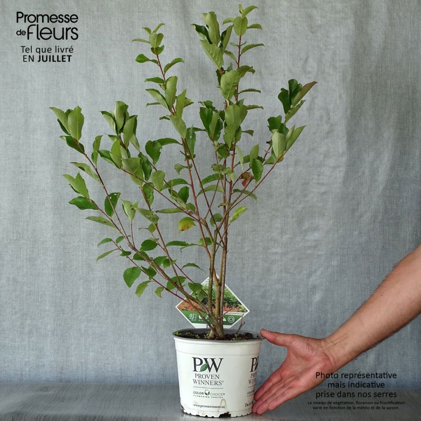 Aronia melanocarpa Revontuli Hedger - Aronie à fruits noirs Pot de 3L/4L sample as delivered in summer