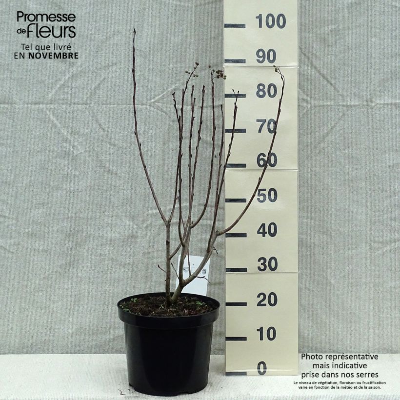 Aronia prunifolia Aron - Aronie en pot de 7,5L/10L sample as delivered in autumn