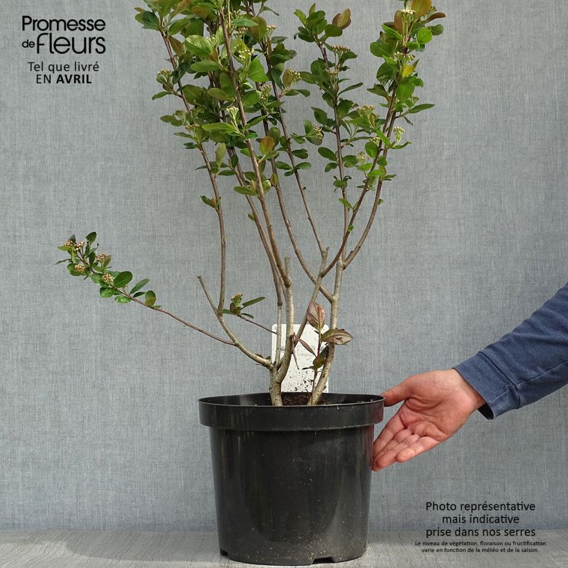 Aronia prunifolia Aron - Aronie en pot de 7,5L/10L sample as delivered in spring