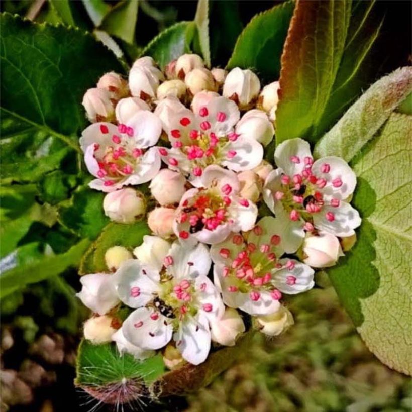 Aronia x prunifolia 'Nero'  (Flowering)
