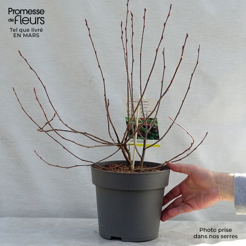 Aronia x prunifolia 'Nero'  sample as delivered in spring