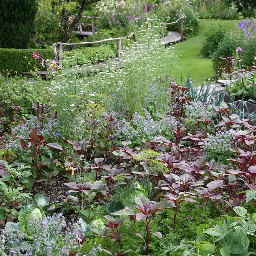 Red Orach - Ferme de Sainte Marthe seeds (Plant habit)