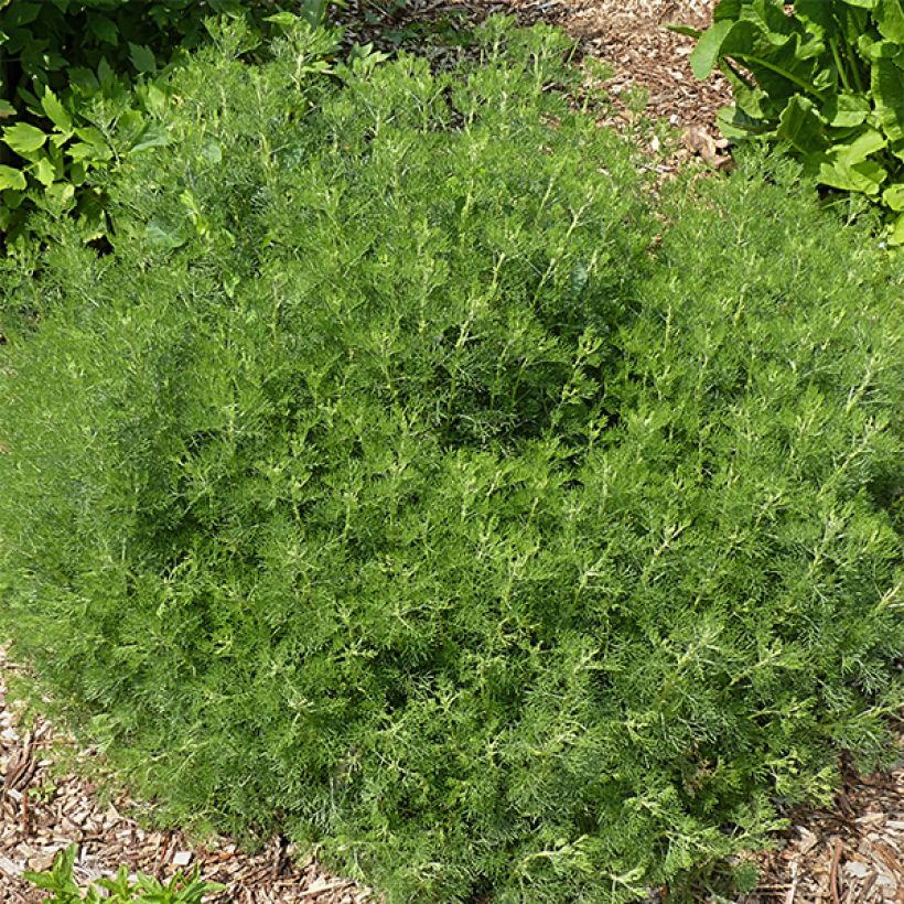 Artemisia abrotanum (Plant habit)