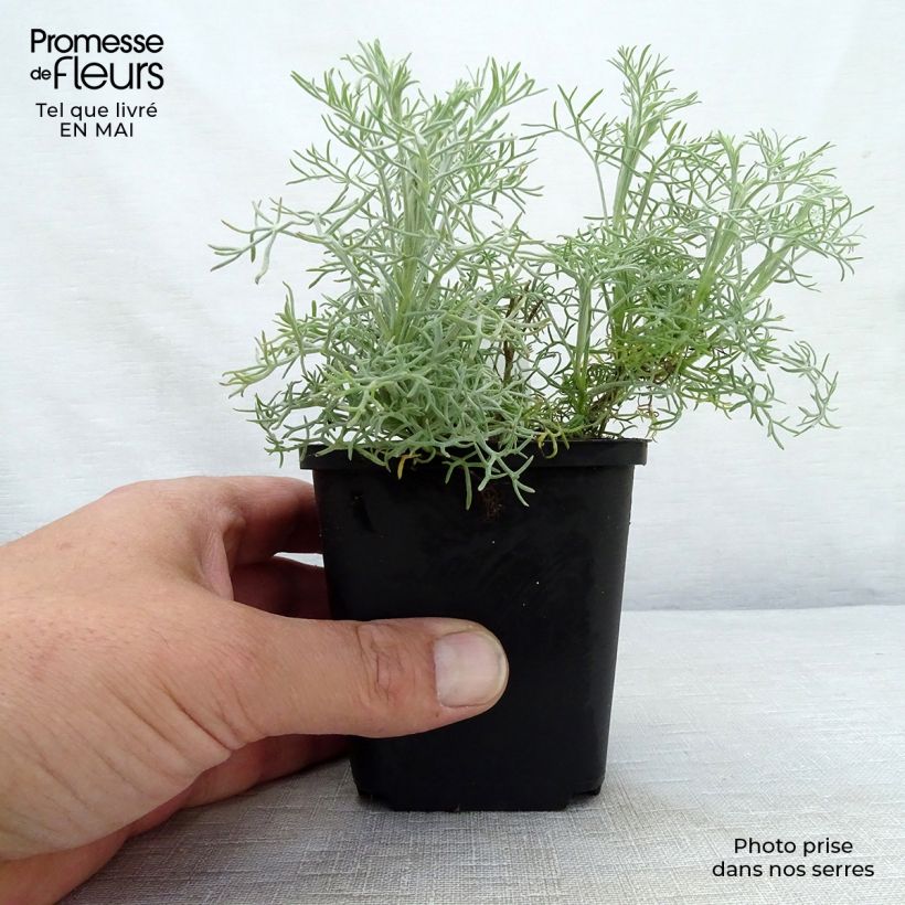 Artemisia alba Canescens sample as delivered in spring