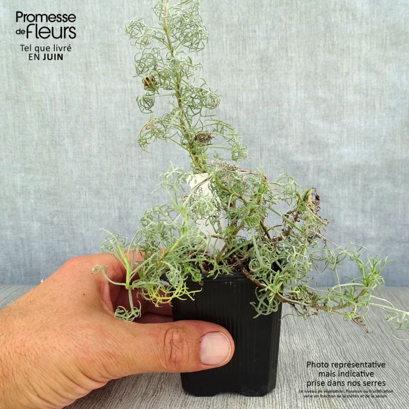 Artemisia alba Canescens 8/9 cm pot sample as delivered in summer