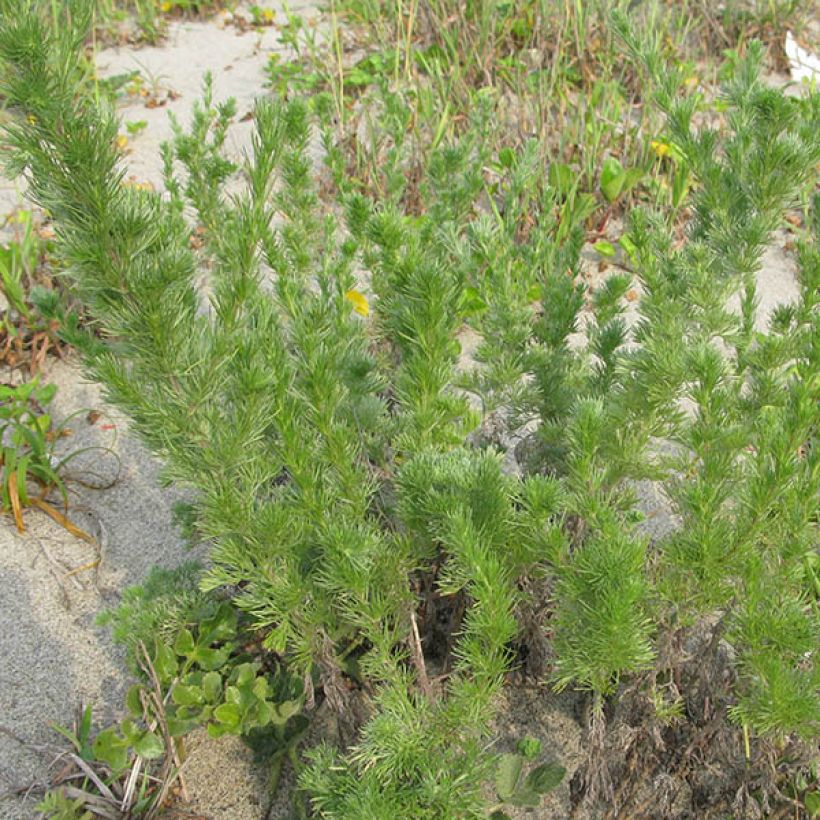 Artemisia capillaris (Plant habit)