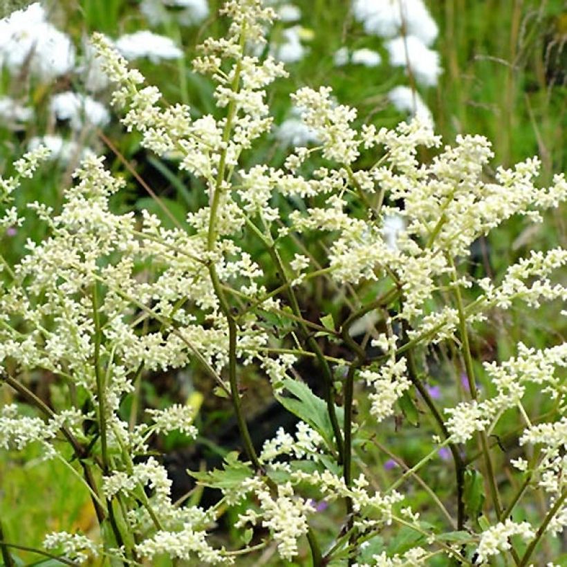 Artemisia lactiflora Jim Russell (Flowering)