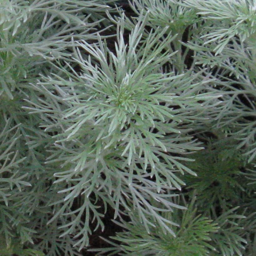 Artemisia schmidtiana Nana (Foliage)