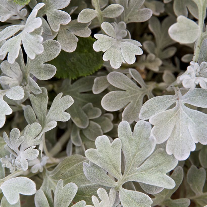 Artemisia stelleriana Boughton Silver (Flowering)