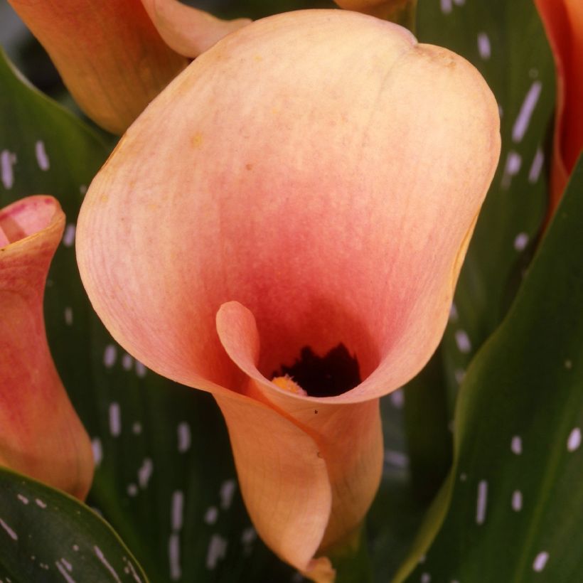Calla Auckland - Calla Lily (Flowering)