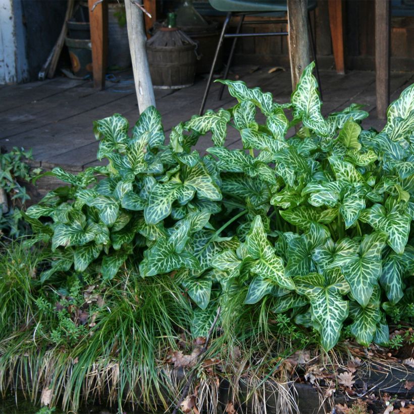 Arum italicum (Plant habit)