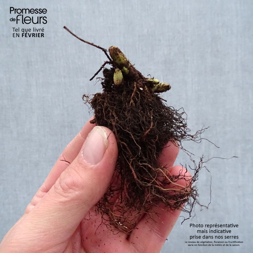 Aruncus Guinea Fowl - Barbe de Bouc Petites Racines nues, Qualité premium sample as delivered in winter