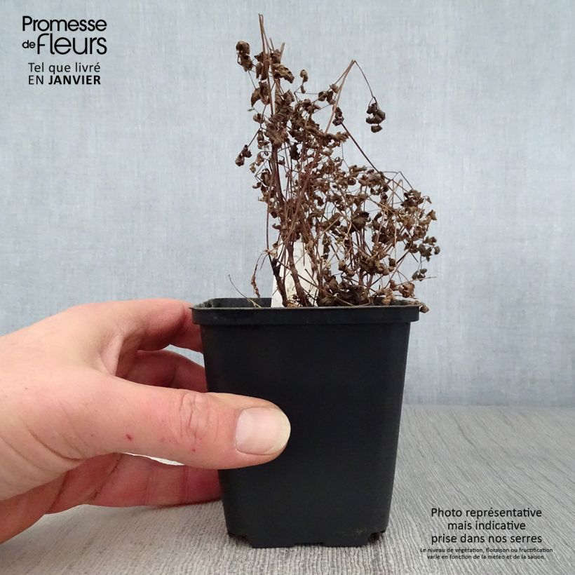 Aruncus aethusifolius - Barbe de Bouc naine Godet de 8/9 cm sample as delivered in winter