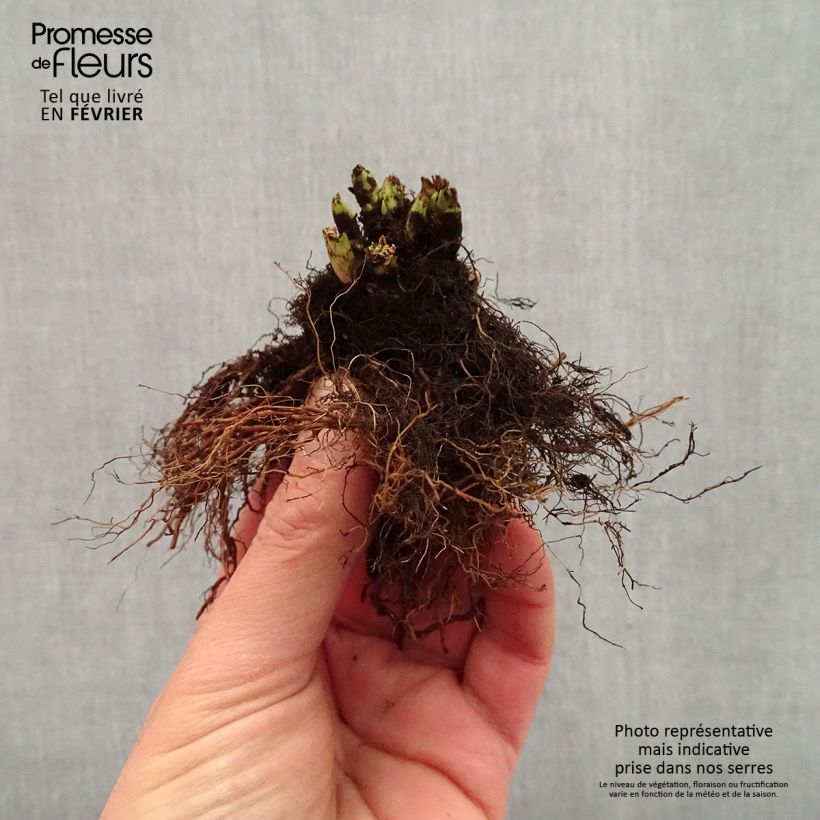 Aruncus Misty Lace Bare root sample as delivered in winter