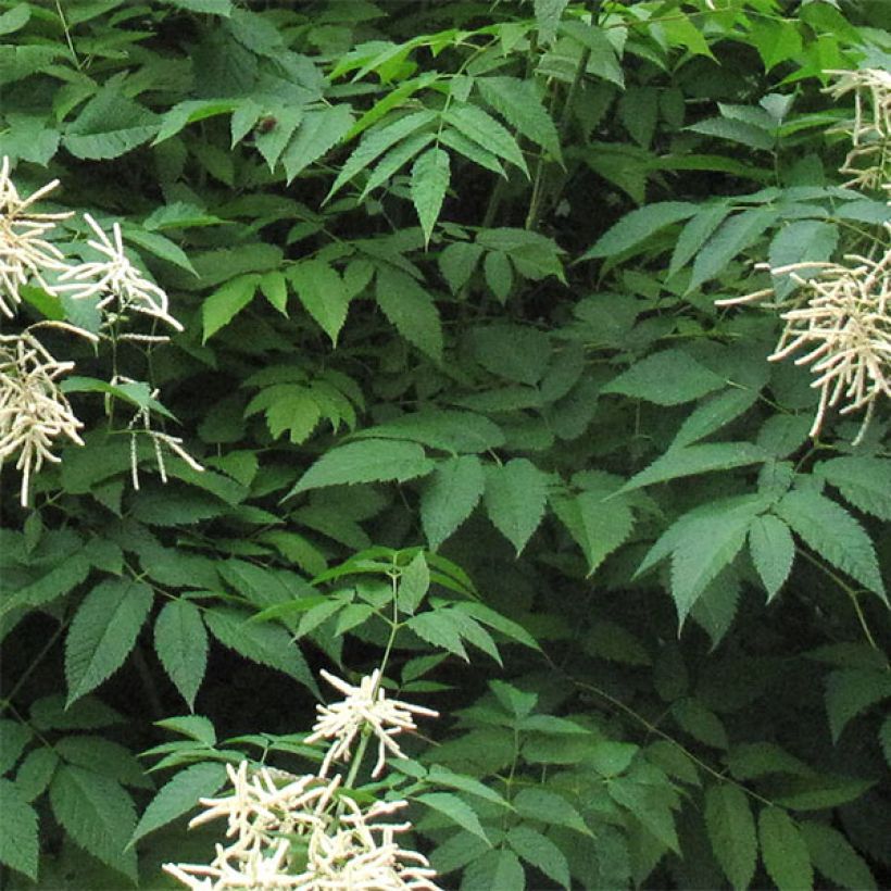 Aruncus sinensis Zweiweltenkind (Foliage)