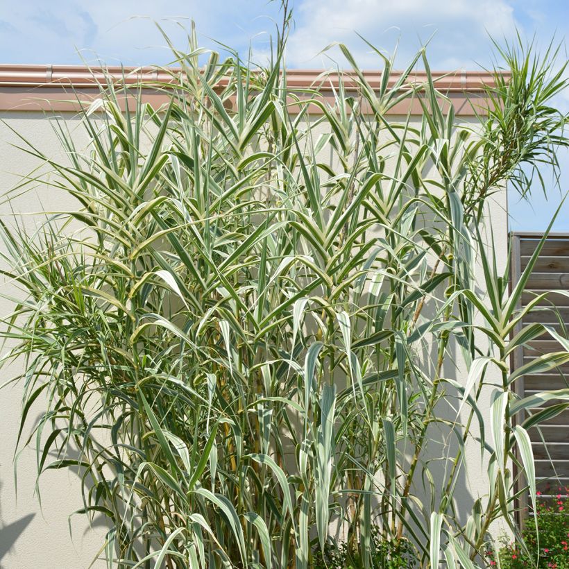 Arundo donax Ely (Plant habit)