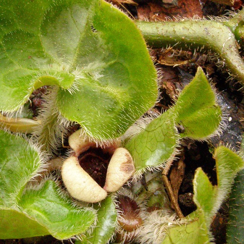 Asarum pulchellum - Wild Ginger (Flowering)