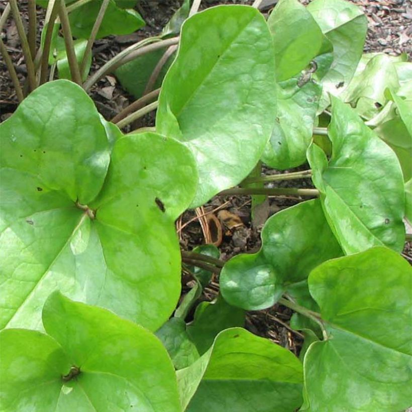 Asarum arifolium (Foliage)