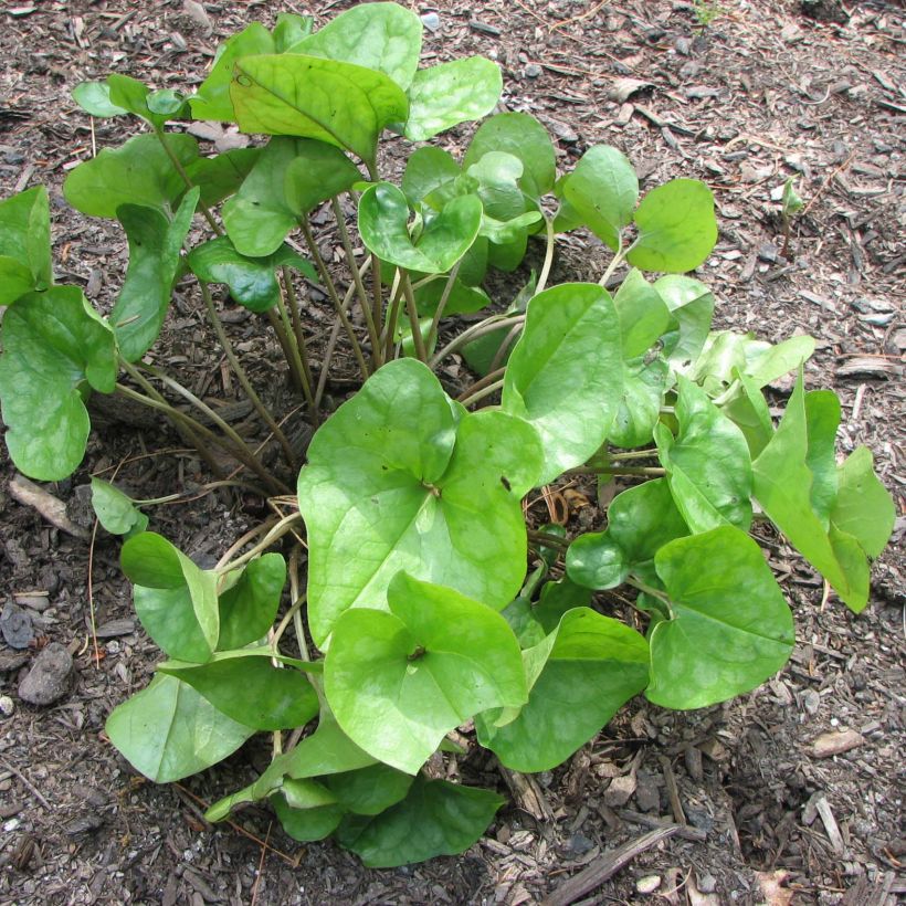 Asarum arifolium (Plant habit)