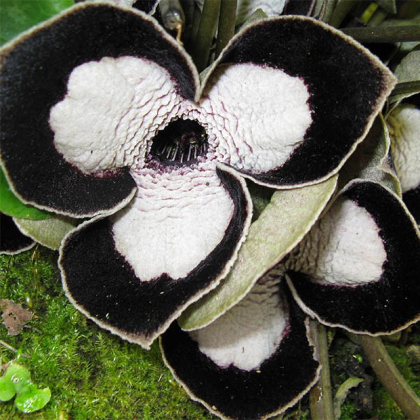 Asarum maximum Giant (Flowering)