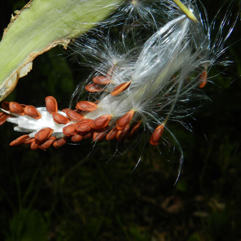 Asclepias curassavica - Milkweed (Harvest)