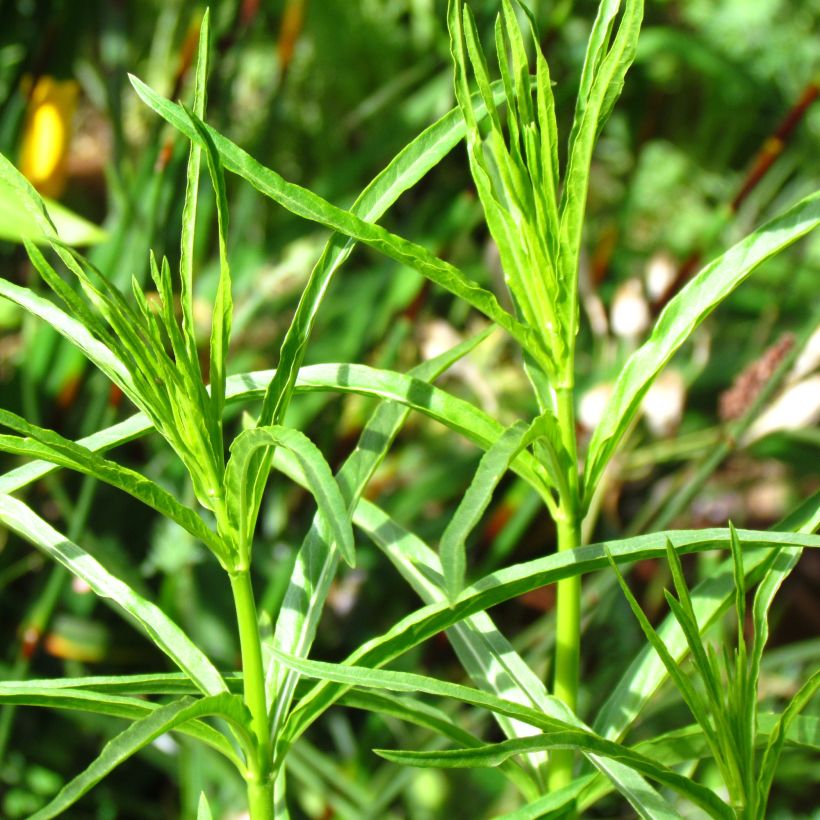 Asclepias fascicularis - Milkweed (Foliage)