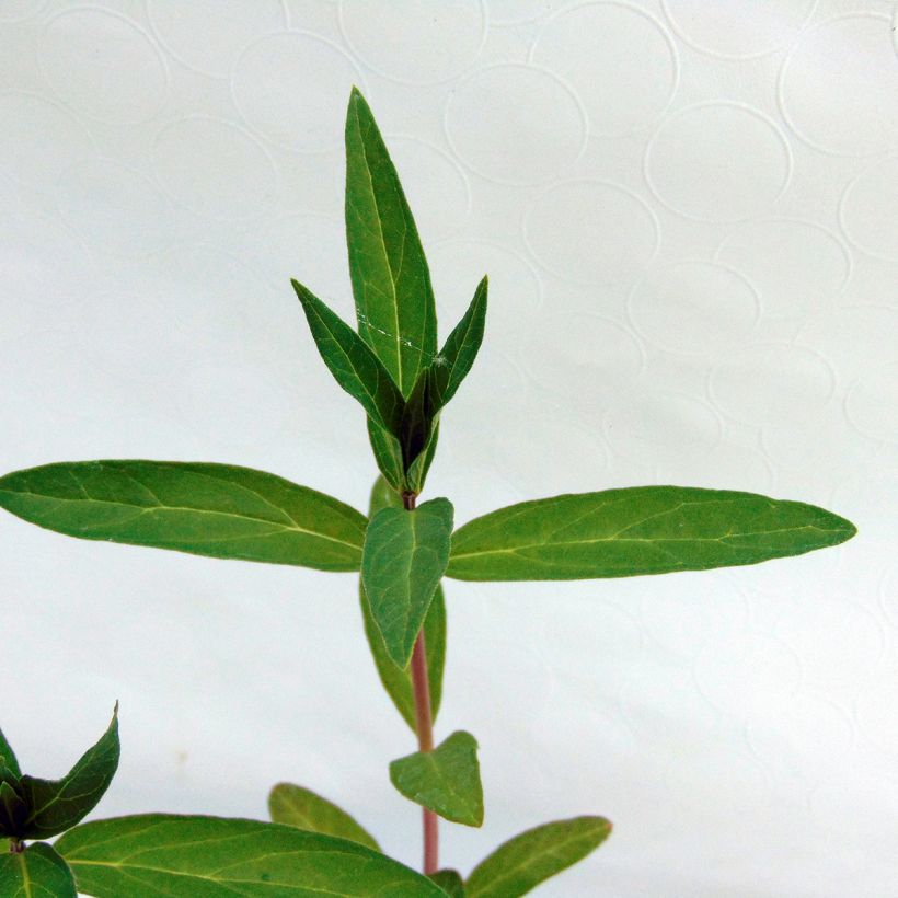 Asclepias incarnata - Milkweed (Foliage)