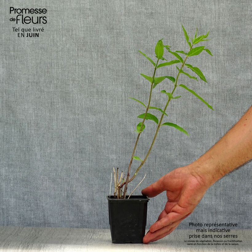 Asclepias incarnata - Milkweed 8/9 cm pot sample as delivered in summer