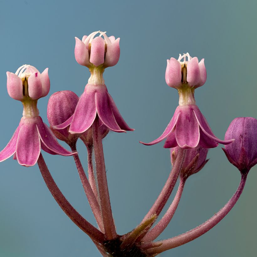 Asclepias incarnata - Milkweed (Flowering)