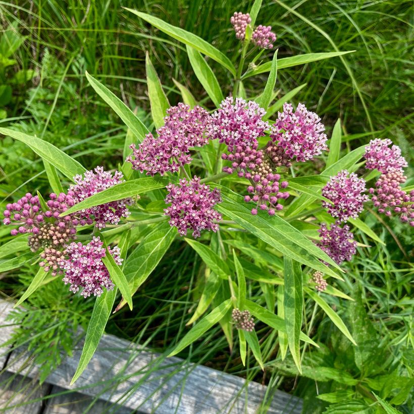 Asclepias incarnata - Milkweed (Plant habit)