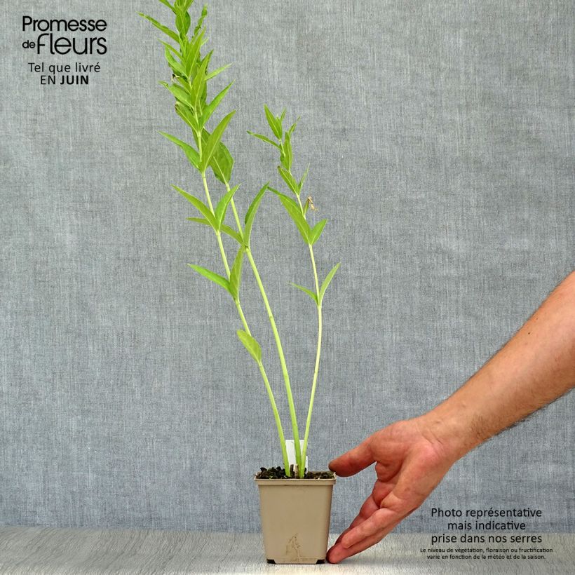Asclepias incarnata Ice Ballet - Milkweed 8/9 cm pot sample as delivered in summer