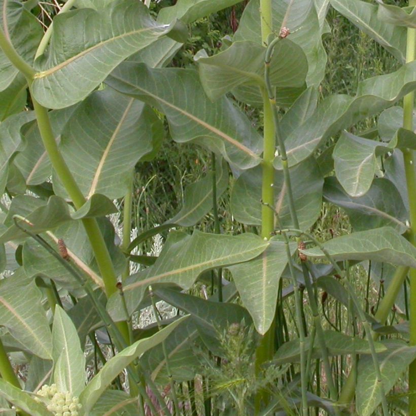 Asclepias speciosa - Milkweed (Foliage)