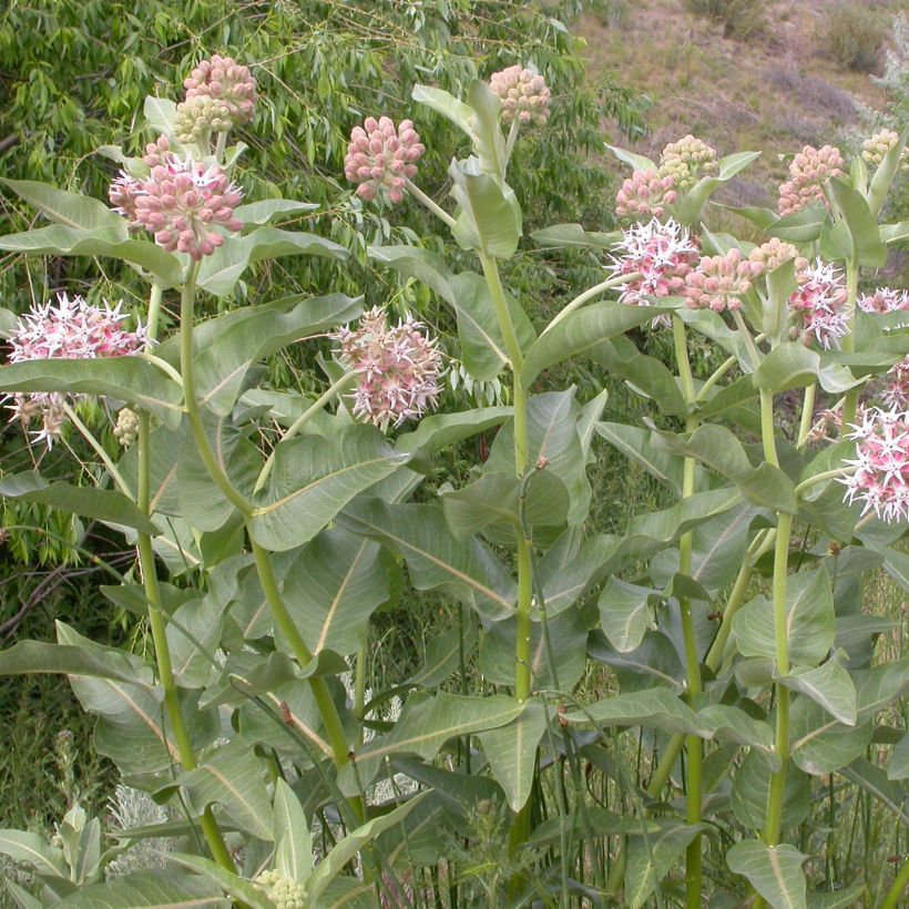 Asclepias speciosa - Milkweed (Plant habit)