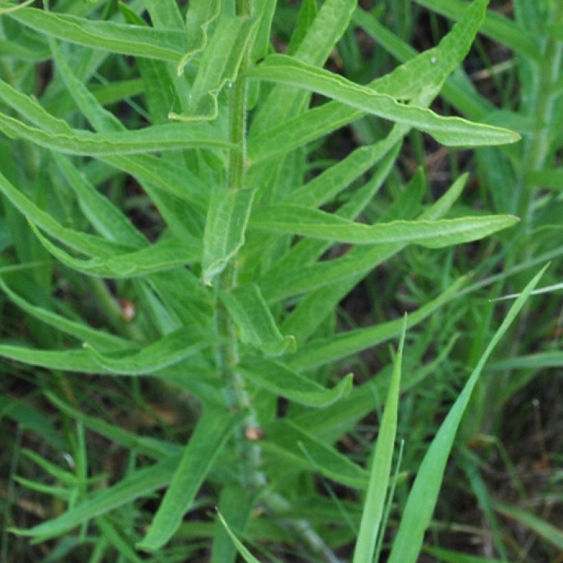 Asclepias tuberosa - Milkweed (Foliage)