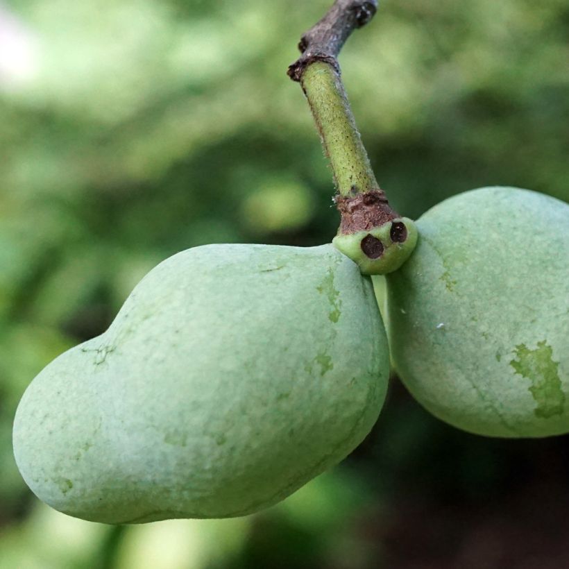 Asimina triloba Overleese - Pawpaw (Harvest)