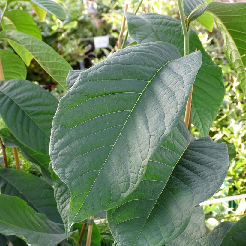 Asimina triloba Shenandoah - Pawpaw (Foliage)