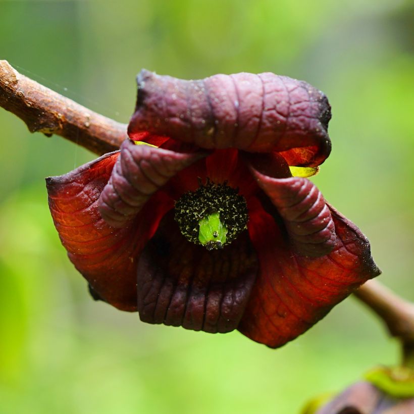 Asimina triloba Shenandoah - Pawpaw (Flowering)