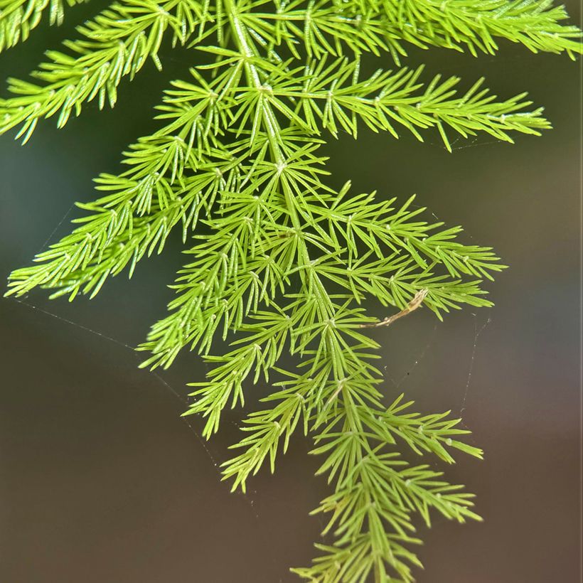 Asparagus plumosus - Esparraguera plumosa (Foliage)