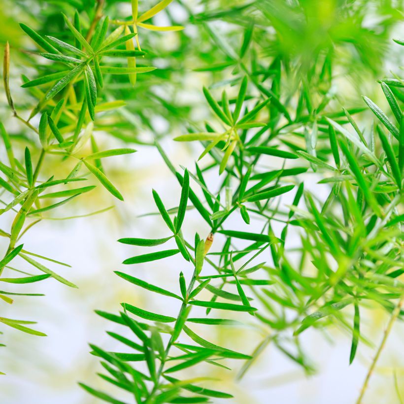 Asparagus sprengeri - Sprenger's asparagus (Foliage)