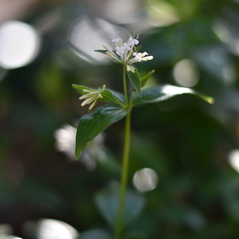 Asperula taurina (Flowering)