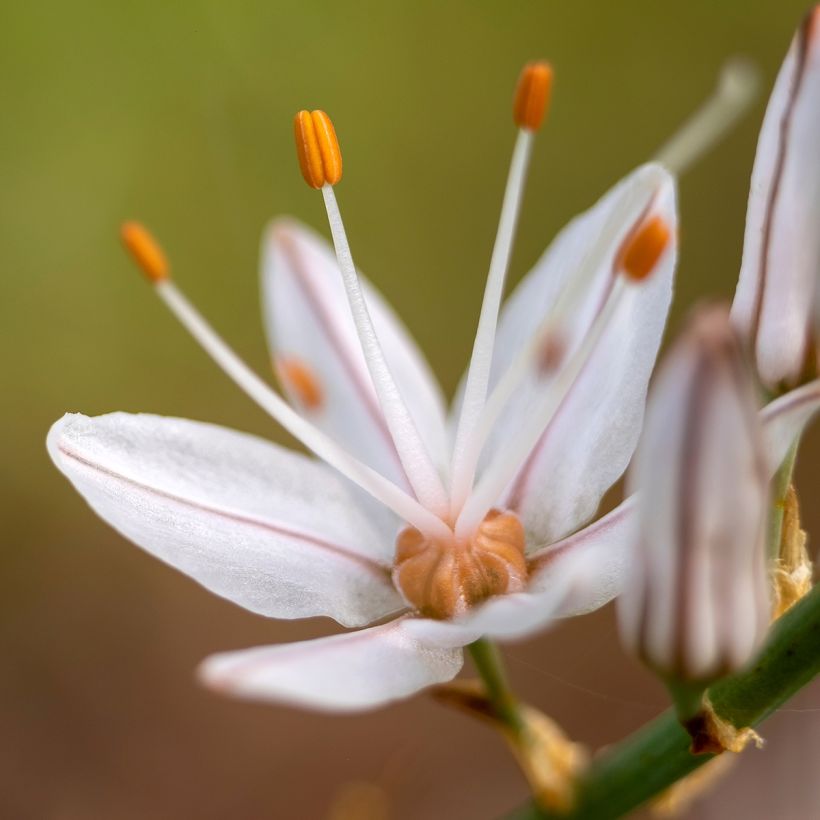 Asphodelus albus (Flowering)