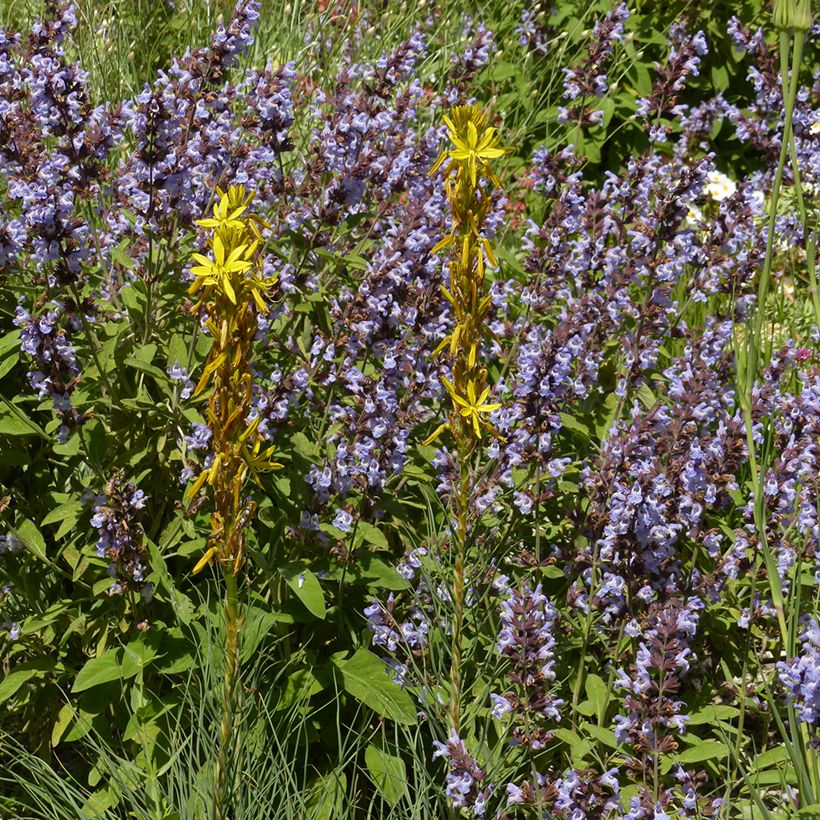 Asphodeline liburnica - Jacob's Rod (Plant habit)